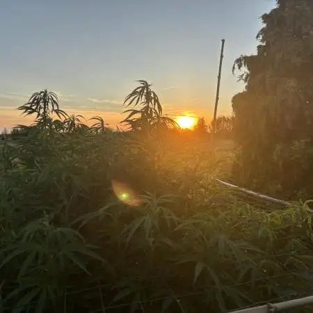 Outdoor trees