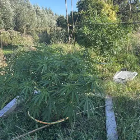 Outdoor trees