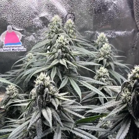 Sour Diesel mainline