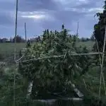 Outdoor trees