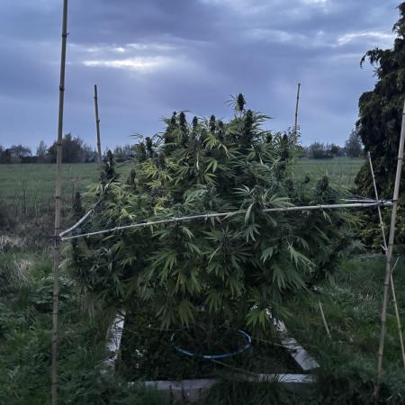 Outdoor trees