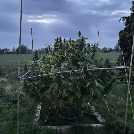 Outdoor trees