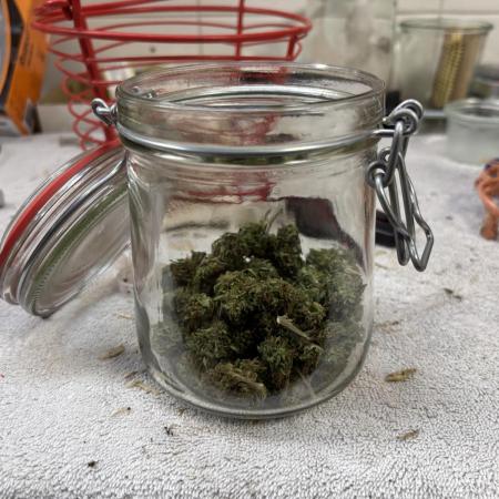 Outdoor trees