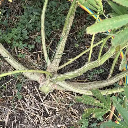 Outdoor trees
