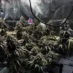 Sour Diesel mainline