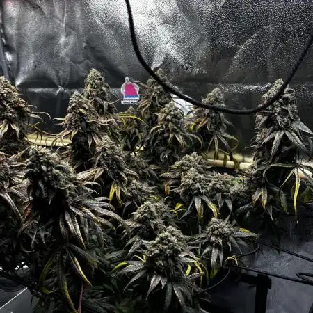 Sour Diesel mainline