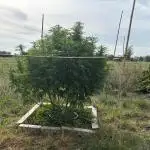 Outdoor trees