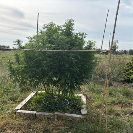 Outdoor trees