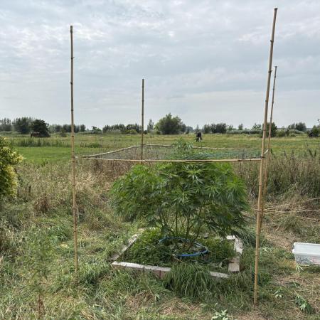 Outdoor trees