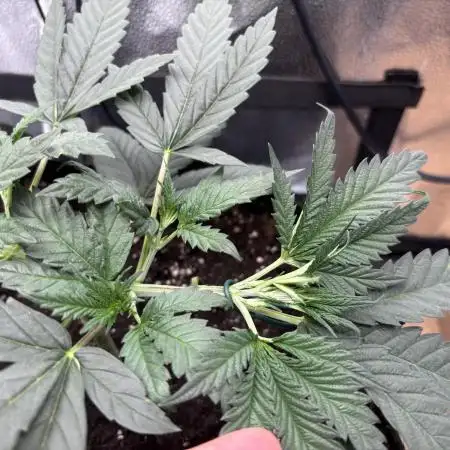 Sour Diesel mainline