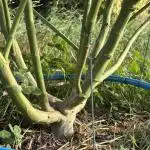 Outdoor trees