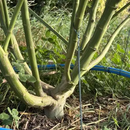 Outdoor trees