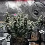 Sour Diesel mainline