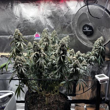 Sour Diesel mainline