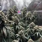 Sour Diesel mainline