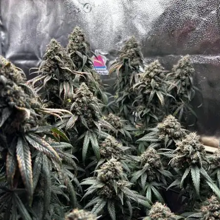 Sour Diesel mainline