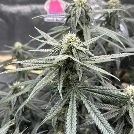 Sour Diesel mainline