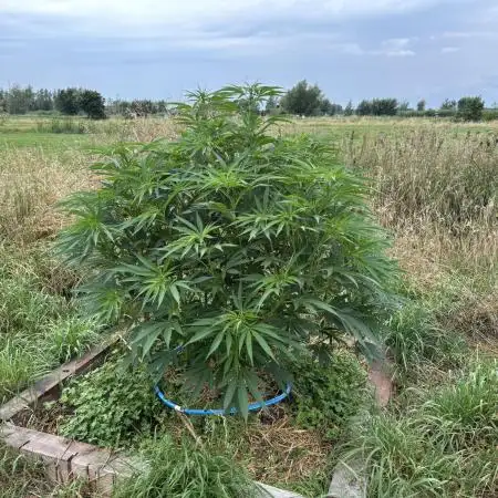 Outdoor trees