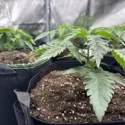 Nana Glue & Pink Milk