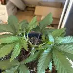 Outdoor trees