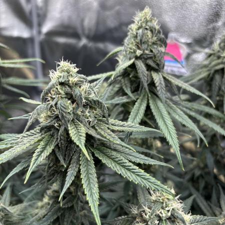 Sour Diesel mainline
