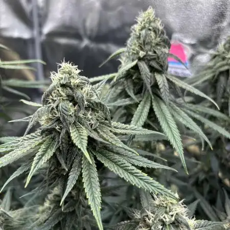 Sour Diesel mainline
