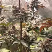 Nana Glue & Pink Milk