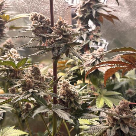 Nana Glue & Pink Milk