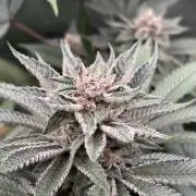 Nana Glue & Pink Milk