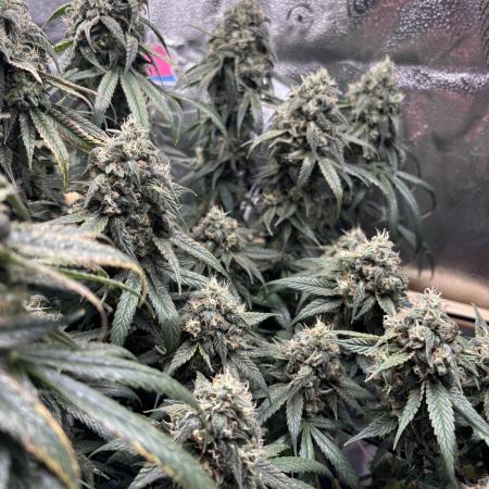Sour Diesel mainline