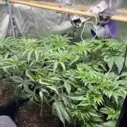 Nana Glue & Pink Milk
