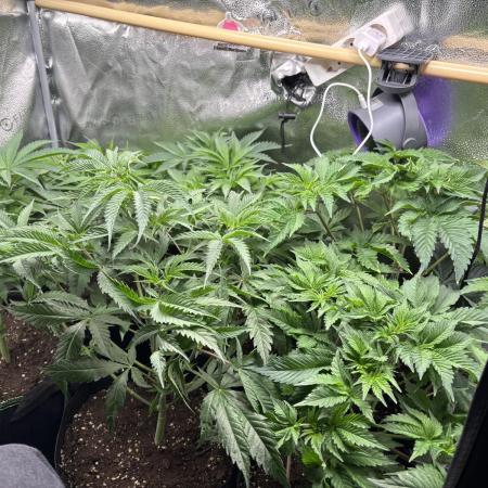 Nana Glue & Pink Milk