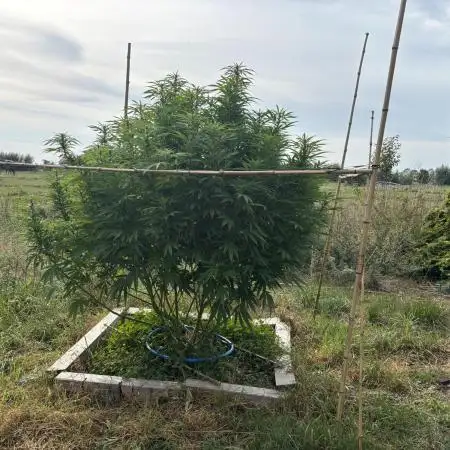 Outdoor trees