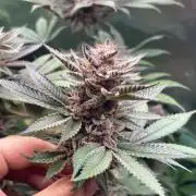 Nana Glue & Pink Milk