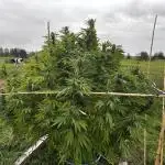 Outdoor trees