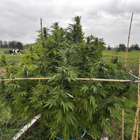 Outdoor trees