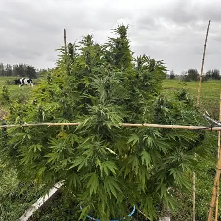 Outdoor trees