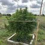 Outdoor trees
