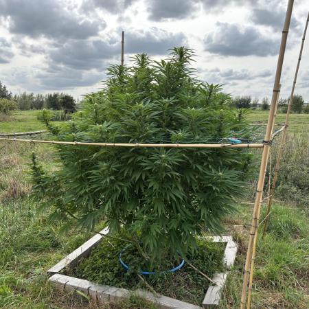 Outdoor trees