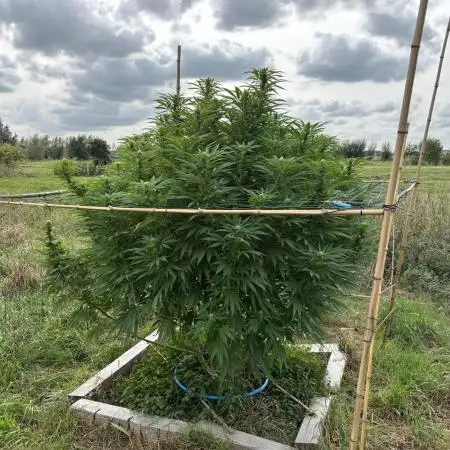 Outdoor trees