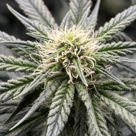 Sour Diesel mainline