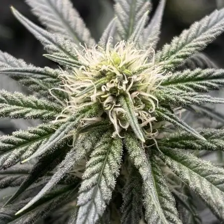 Sour Diesel mainline