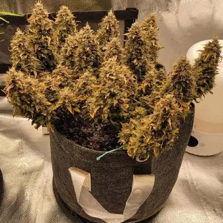 Purple punch fastbuds