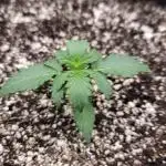 Orange sherbert auto