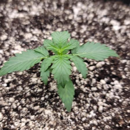 Orange sherbert auto