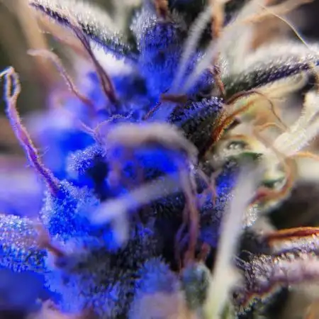 Purple punch fastbuds