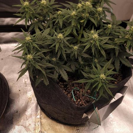 Purple punch fastbuds