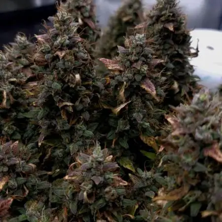 Purple punch fastbuds