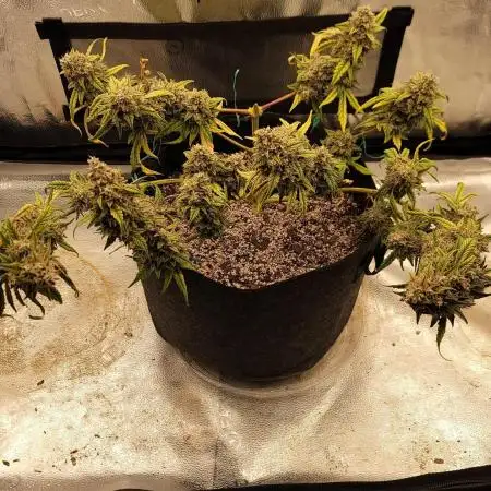 Animal Mints  auto