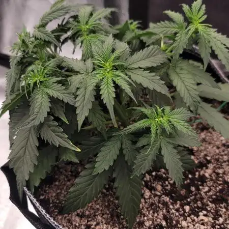 Orange sherbert auto